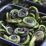 Fiddlehead_ferns,_Portland_Oregon